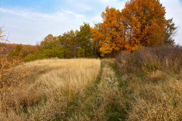 Fototapeta na wymiar autumn landscape in the forest in october