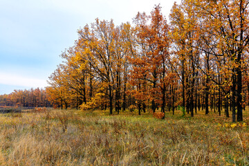 Fototapeta premium autumn beautiful forest in october