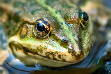 close-up portrait of a big frog