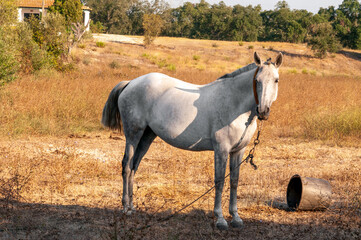 Beautiful equine muzzle. Agriculture and stock breeding in summer.Domestic mammal animals wildlife.
