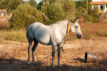 Obraz premium Beautiful equine muzzle. Agriculture and stock breeding in summer.Domestic mammal animals wildlife.