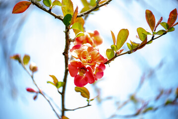 wild apple blossom, soft focus, blurry background