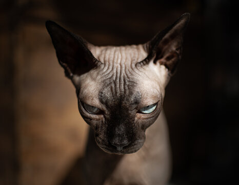 Angry bald cat with ominous stare