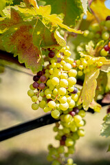 grapes on vine