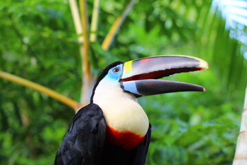 Tucán azul, ave, animal Bolivia