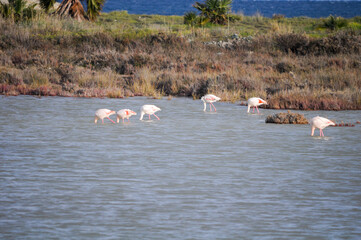 The beautiful bird Flamingo in the natural environment in Lady's Mile Limassol
