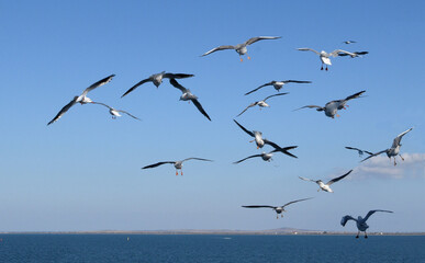 Seascape with seagulls flying in the sky