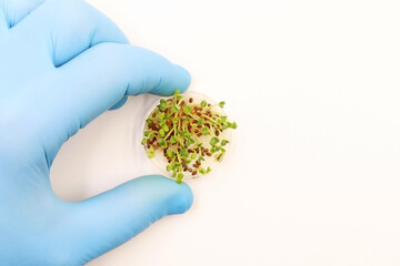 Scientist holding a Petri dish with small green plants in the laboratory, closeup. Space for text
