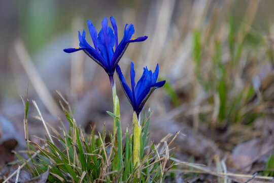 Selective focus of dark blue Moraea sisyrinchium flowers growing on the green grass meadow, The Barbary nut is a species of flowering plant a dwarf iris in the genus Moraea, Natural floral background.