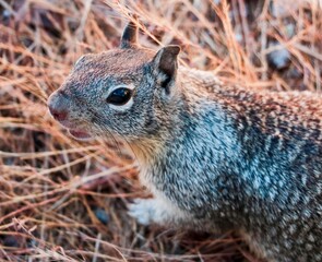 squirrel in the park
