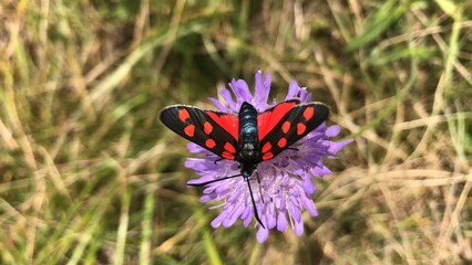 montagna, paesaggio, croci, cielo, neve, natura, inverno, tramonto, alba, nube, veduta, viaggiare, cime, sole, alpi, panorama, luce, vallata, nebbia, escursioni, fiori, castelli, chiese, animali