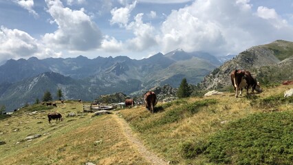 montagna, paesaggio, croci, cielo, neve, natura, inverno, tramonto, alba, nube, veduta, viaggiare, cime, sole, alpi, panorama, luce, vallata, nebbia, escursioni, fiori, castelli, chiese, animali