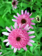 Spring in garden. Fresh pink fragrant flowers.