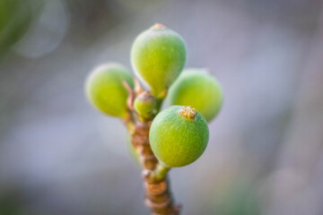 young fig fruits on fig tree