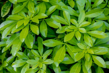 Selective focus leaf of Choisya ternata, Shrub tree in a park in the springtime, Green leaves of Mexican orange blossom, Flowering plant in the family Rutaceae, Natural greenery pattern background.