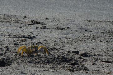 crab eating on the sand in Santa Marta