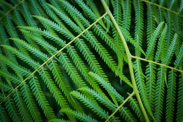 closeup of leavef from Mexican tree fern
