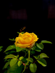 Beautiful yellow Rose flower with green leaves on dark striped background