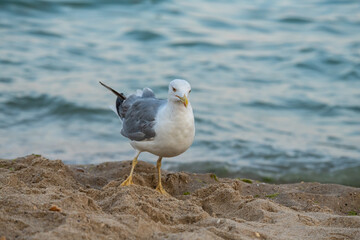 Big seagull on the sea beach at the clear summer evening, wild nature birds