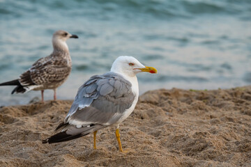 Big seagull on the sea beach at the clear summer evening, wild nature birds