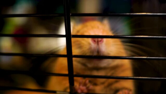 A golden-blue degu, a rodent in a cage