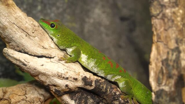 Malagasy Giant Day Gecko, Phelsuma Grandis