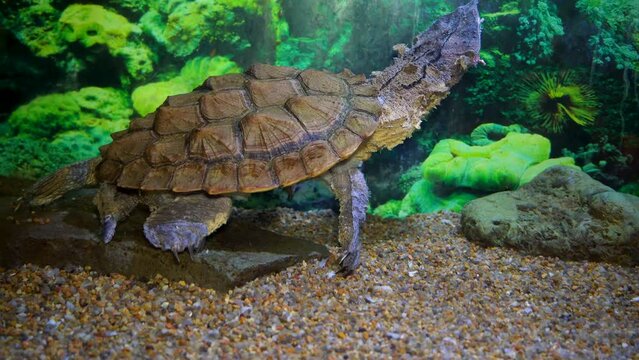 Mata-mata turtle (Chelus fimbriata),Close-up of the turtle's snout in an aquarium under water, 4k
