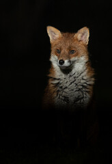 Red fox.