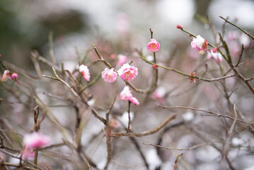 雪の中で咲く紅梅