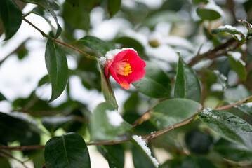 雪の中で咲く椿