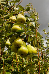 Green pears hanging from trees in an orchard, waiting to ripen, in Slanghoek.