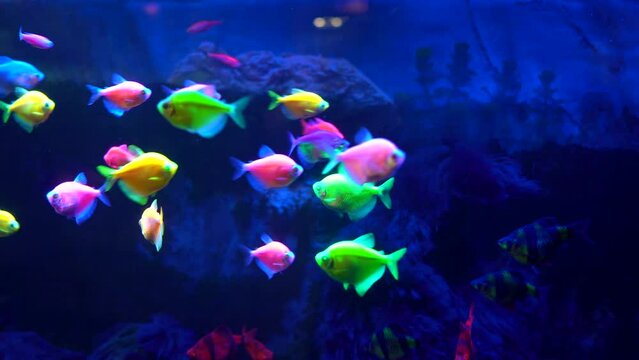 Multicolored little fish swimming in an aquarium with a blue neon glow. Oceanarium, an exotic underwater world. Underwater marine background.