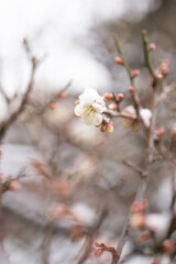 雪の中で咲く梅の花