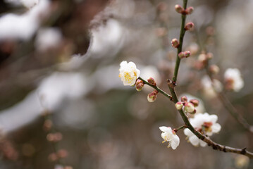 雪の中で咲く梅の花
