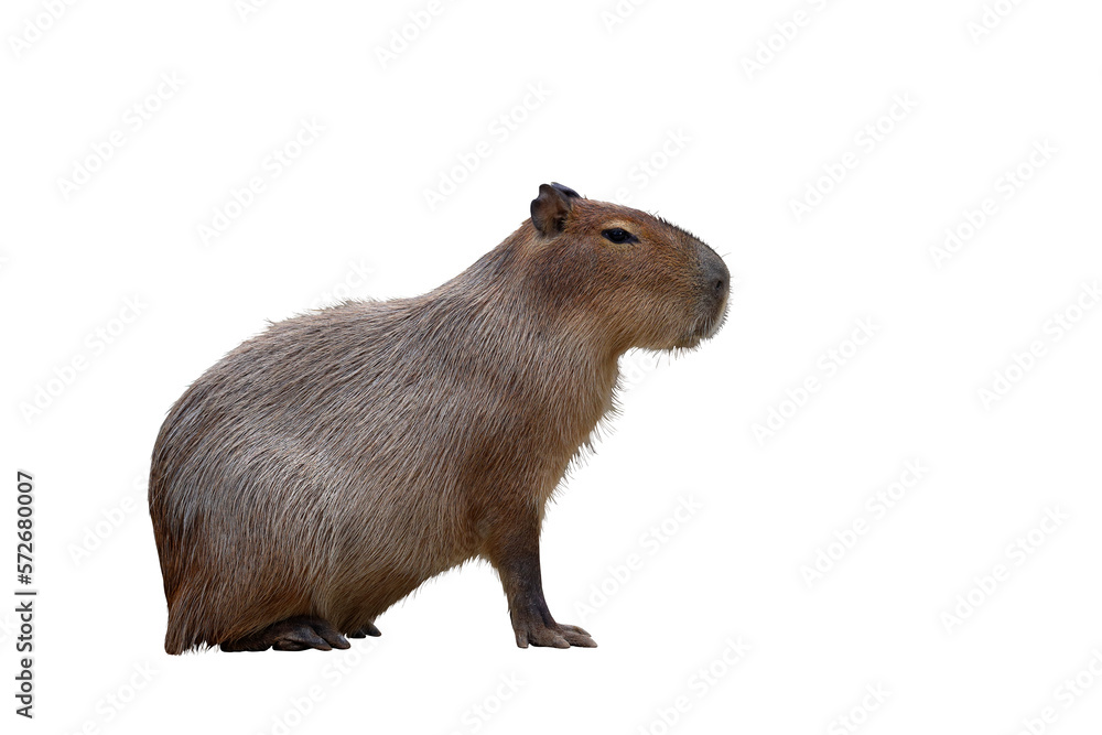 Wall mural capybara isolated on transparent background png file