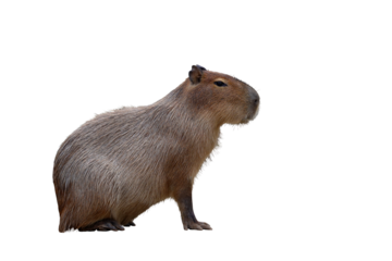 Capybara isolated on transparent background png file