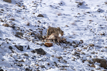 snow leopard eating ice