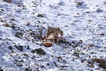 Afwasbaar fotobehang snow leopard eating ice © Avneesh