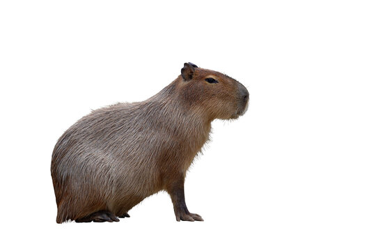 Capybara isolated on transparent background png file