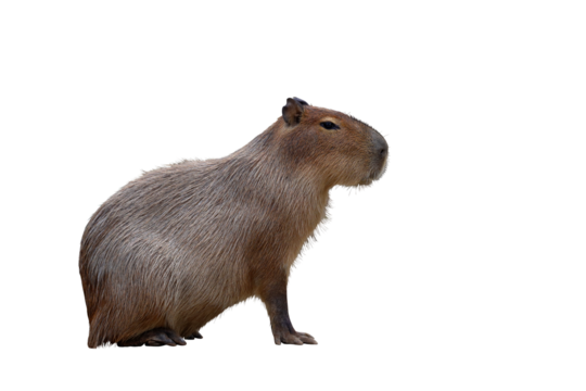Capybara isolated on transparent background png file