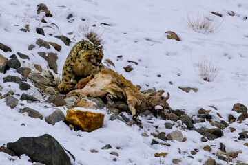 snow leopard after a hunt