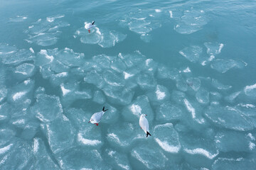 seagulls relaxing on frozen lake