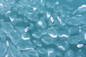 seagulls relaxing on frozen lake - 572680640