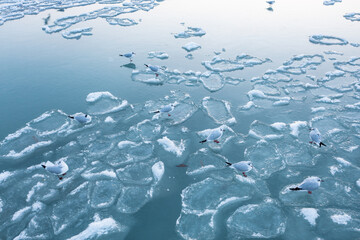 seagulls relaxing on frozen lake