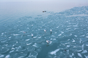 seagulls relaxing on frozen lake
