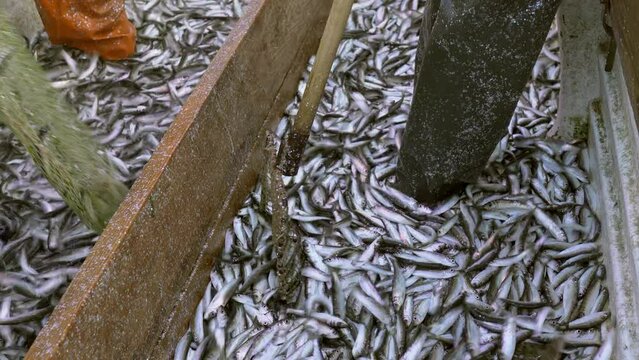 Baltic herring fishing a large number of fish on the deck of a fishing boat. European nature. A fisherman's boat full of herrings. A fisherman works in a boat. High quality 4k ProRes footage