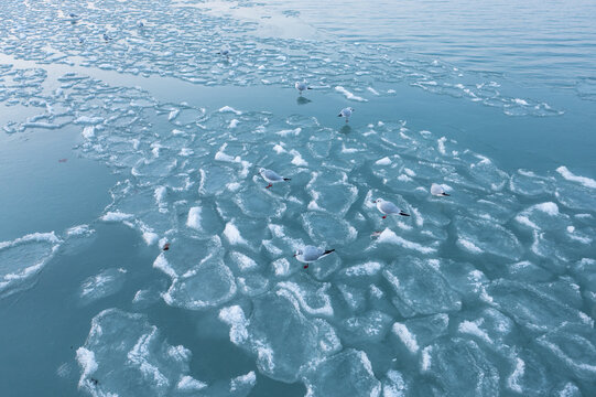 seagulls relaxing on frozen lake