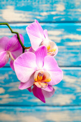 A branch of purple orchids on a blue wooden background
