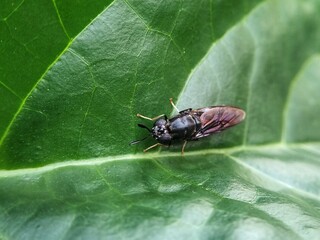 Hermetia illucens on leaf