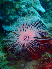 Naklejka na ściany i meble Underwater landscape. Anemone at the bottom among the corals.